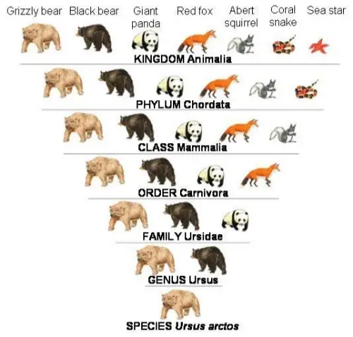 How classification works