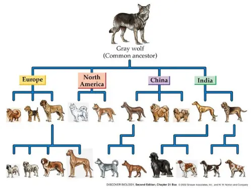 Wolves are domestic dog common ancestors