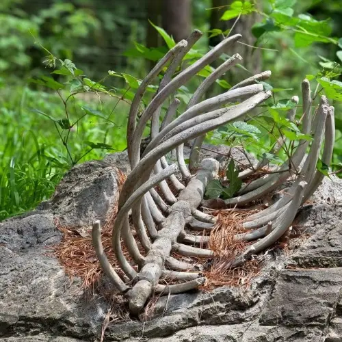 When animals die, they become part of the cycle