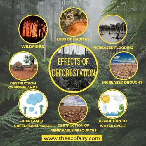 Impacts of Deforestation