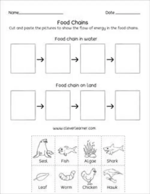 Food chain worksheet