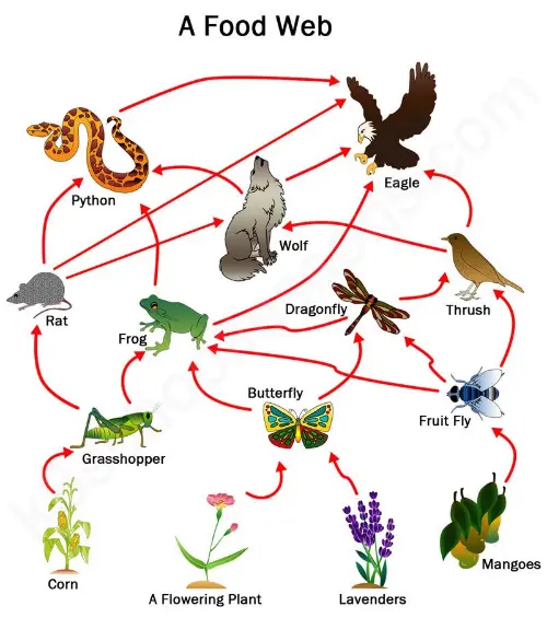 A typical food web