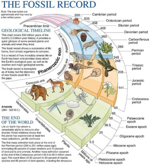 The geological timeline of a fossil