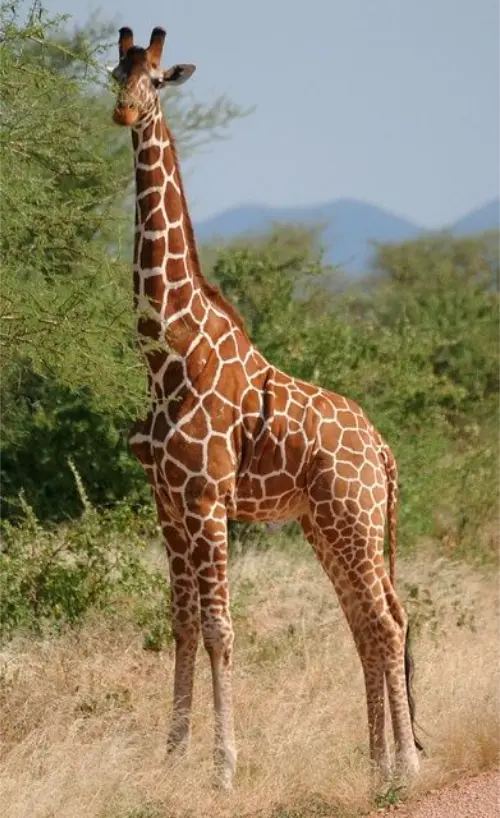 A giraffe has a long neck so it can eat from treetops