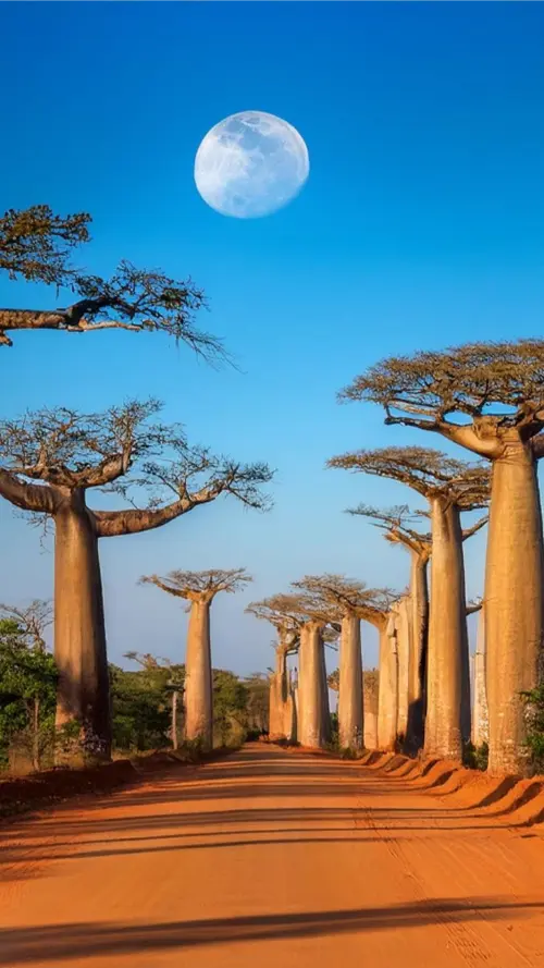 Madagascar; over 90% of it's wildlife is indigenous to the island
