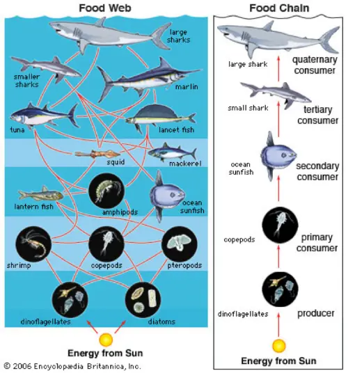 An ocean food web