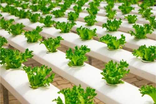 Monoculture is a farming technique