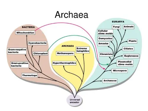 Archaea, where most extremophiles are classified