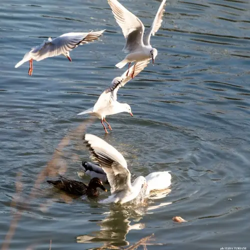 Seagulls fight for food