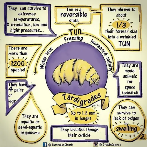 Infograpgic with facts about a tardigrade
