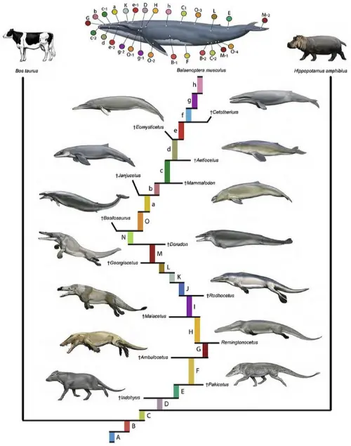 The evolution of whales is surprising