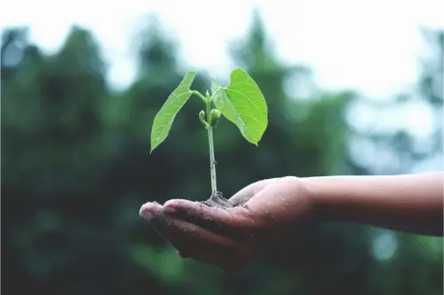 Gardening is good for both physical and mental health