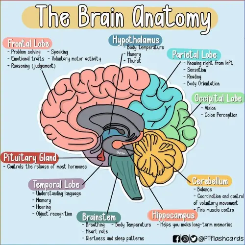 Alternative brain anatomy