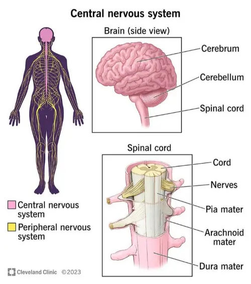 Alternative central nervous system