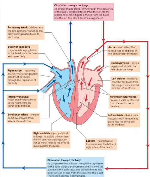 The circulatory system