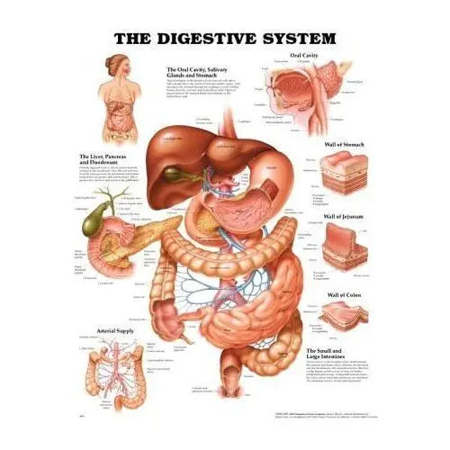 The digestive system