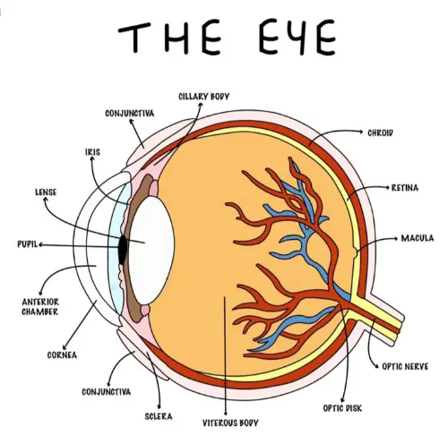 Alternative eye parts anatomy