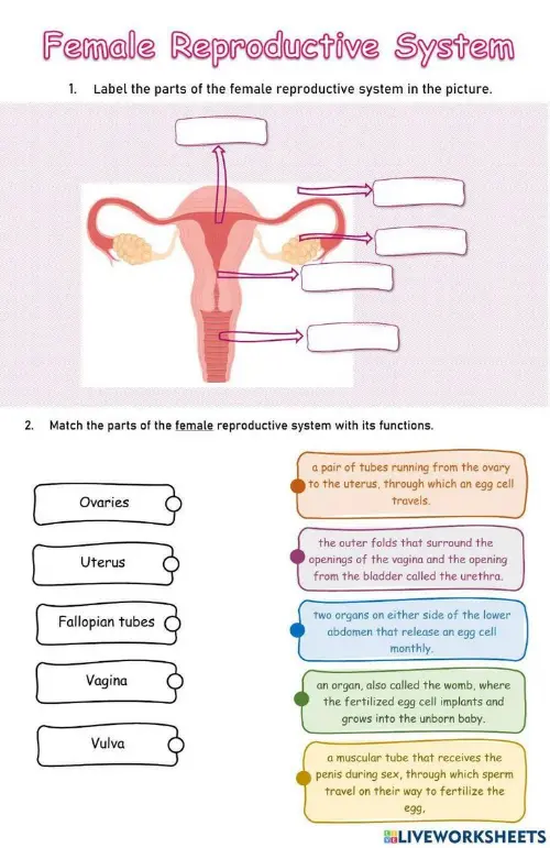 Extended female reproductive system worksheet