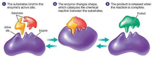 The way an enzyme locks in with substrate