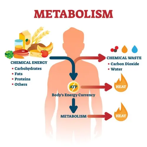 Metabolism diagram