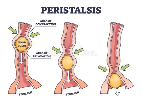 Peristalsis