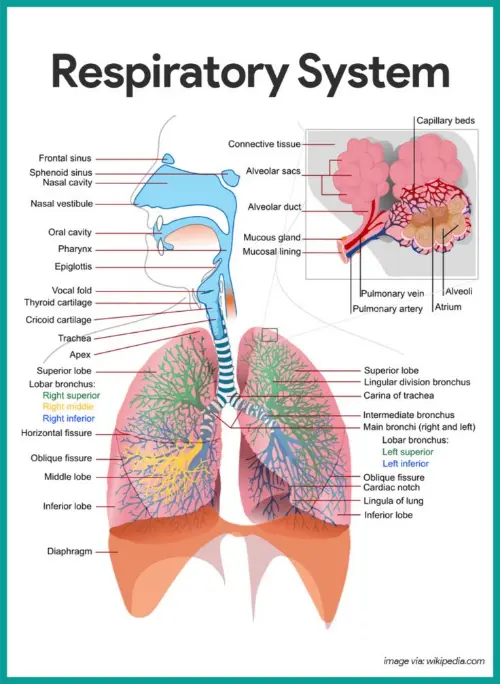 Components of the respiratory system
