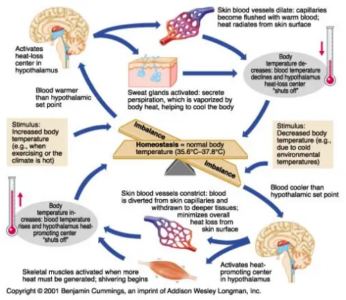 Thermoregulation infographic