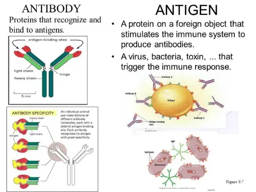 Antibody vs antigen