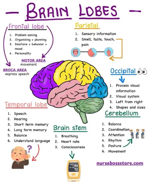 Lobes of the brain