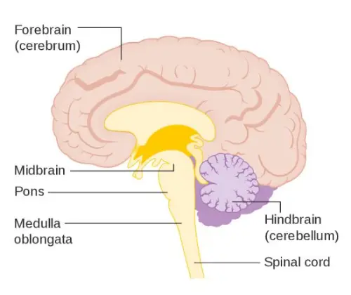 Sections of the brain