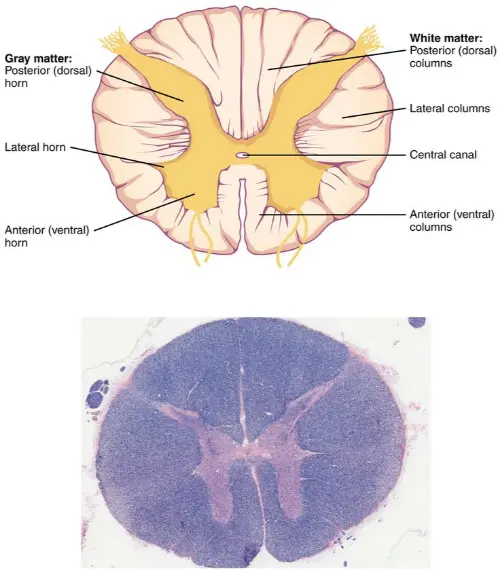 Spinal cord cross section