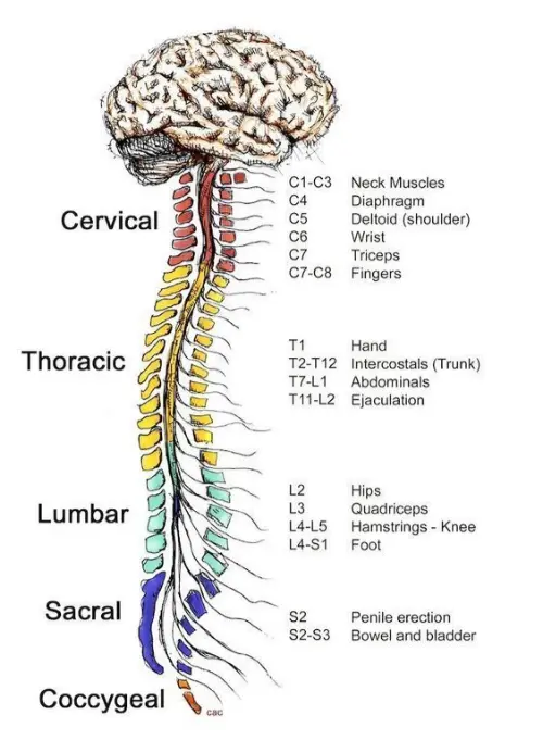 The types of cords in the spine