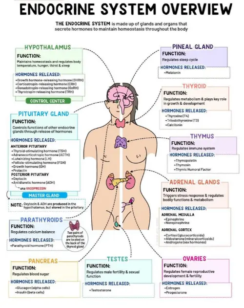 Overview of the endocrine system