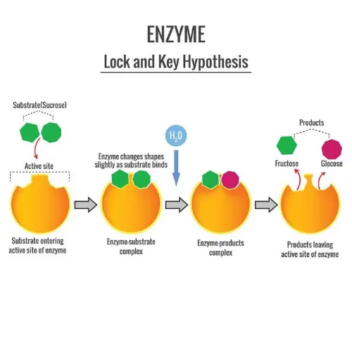 Enzymes, lock and key theory
