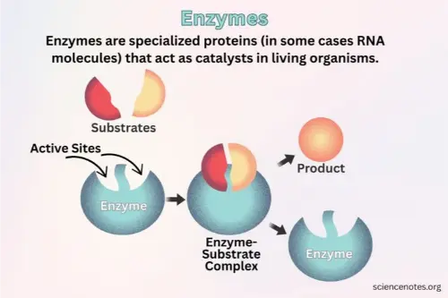 The role of enzymes