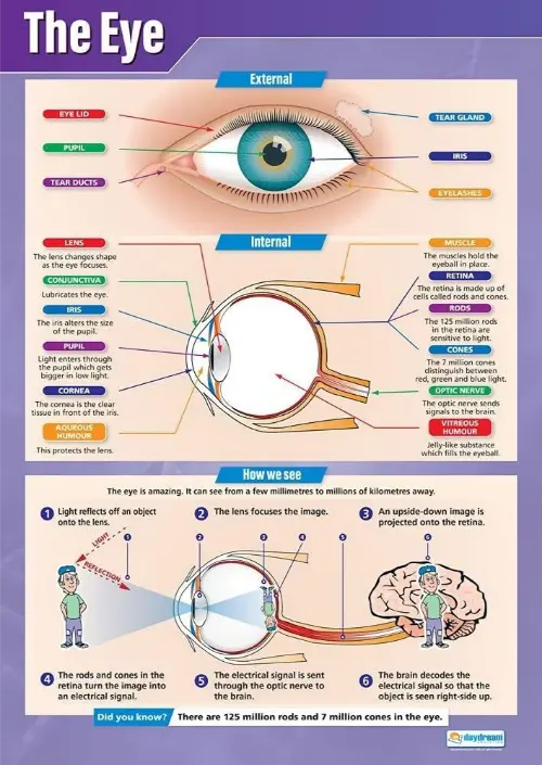 External and internal eye structures