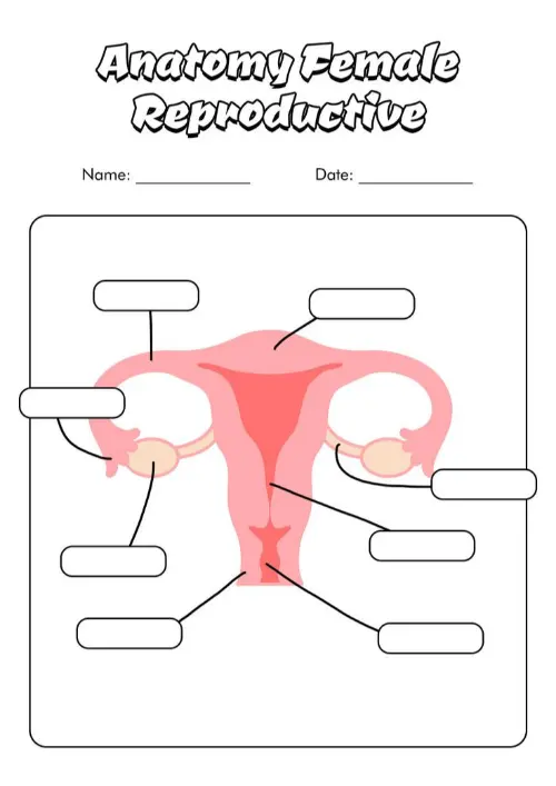 Female reproductive system worksheet