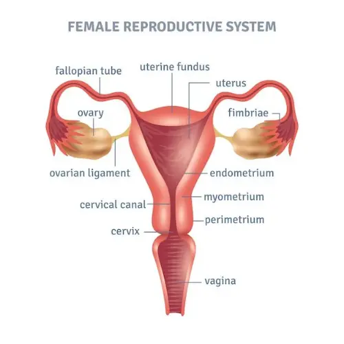 The female reproductive system