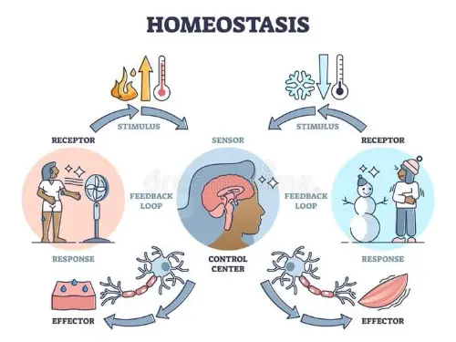 Homeostasis regulation
