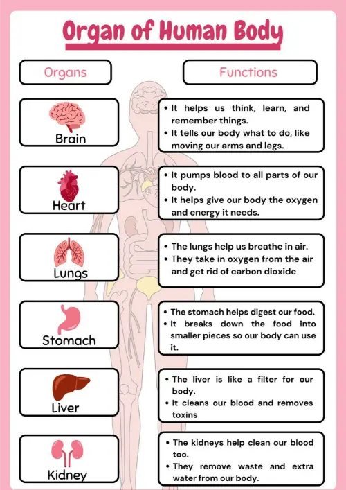 A list of some organs and their functions
