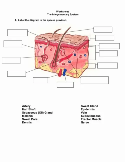 Worksheet for the integumentary system