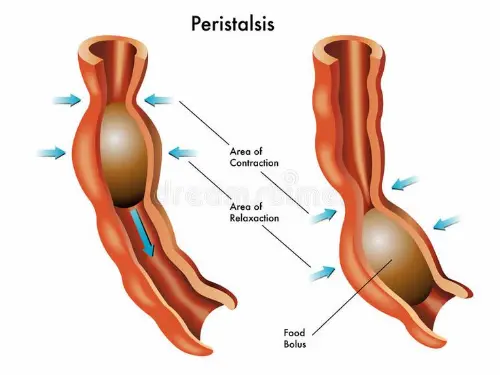 Intestinal peristalsis