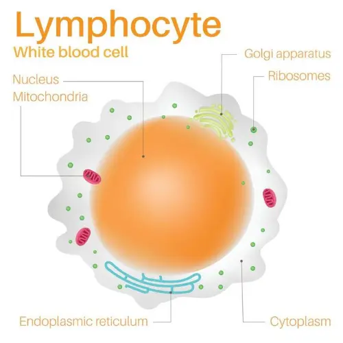 Lymphocytes