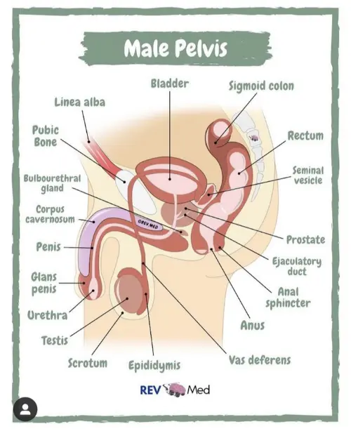 Male pelvis
