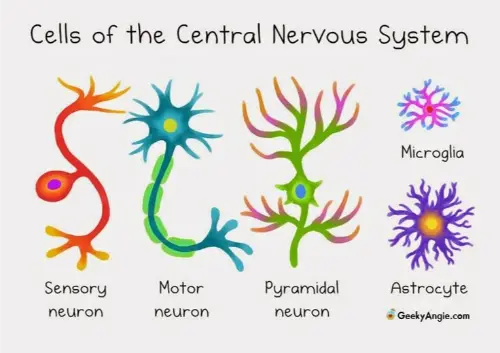 Types of neuron cells