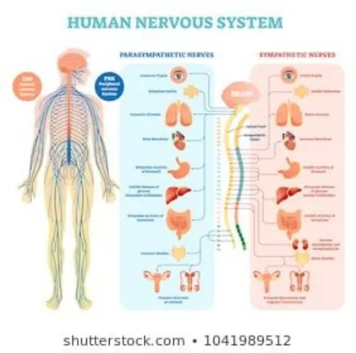 The nervous system