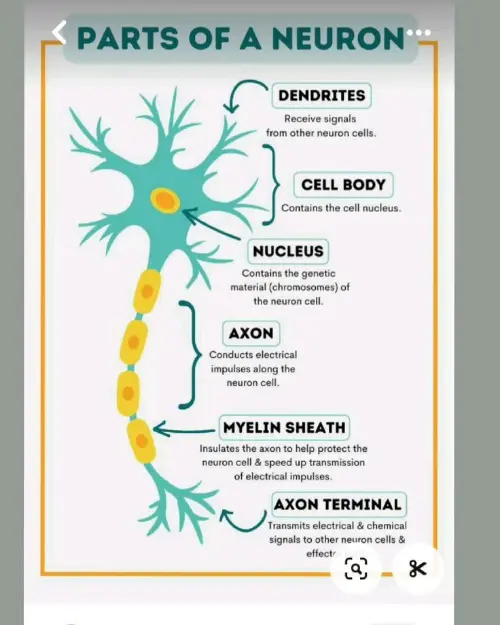 Neuron and it's part functions