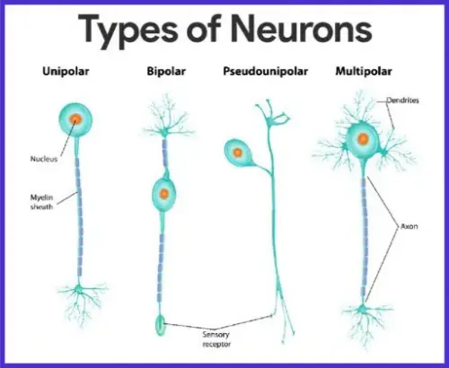 Types of neurons