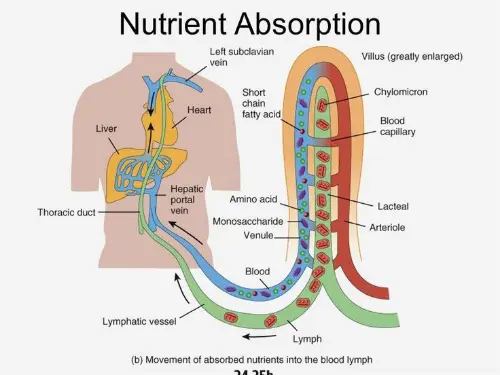 How nutrients are absorbed