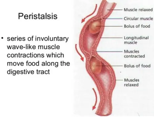 Peristalsis definition
